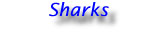 Hangshtit.jpg (2357 bytes)